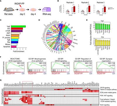 Transcriptional signature of islet neogenesis-associated protein peptide-treated rat pancreatic islets reveals induction of novel long non-coding RNAs